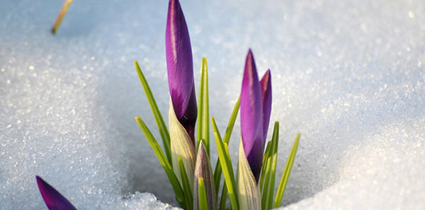 Riddles over de lente met antwoorden
