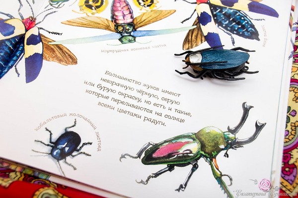Kevers, kuikens, vlinders. We bestuderen de natuur samen met kinderen