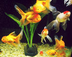 Aanpassing van vissen in een nieuw aquarium