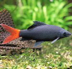 Aquariumvissen: Labeo