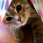 Allergieën bij katten