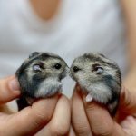 Zwangerschap van hamsters