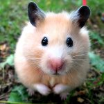 Ziekten van hamsters