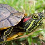 Ziekten van de roodblauwe schildpadden: de belangrijkste symptomen