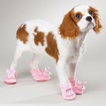 Laarzen voor honden: een nieuwe gril van de eigenaren?