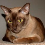 Birmaanse kat