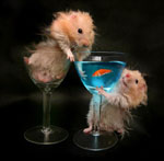 Wat om de hamster te voeden? Wat om de hamster te voeden?