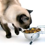 Wat een gecastreerde kat te voeden