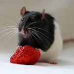 Hoe een rat te voeden Hoe een rat te voeden