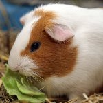 Wat te cavia te voeden Wat te cavia te voeden
