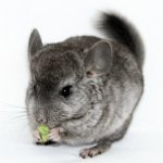 Wat te eten van de chinchilla