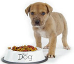 Dan om een hond te voeren? Dan om een hond te voeren?