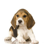 Chumka bij honden