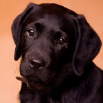 Demodecose bij honden
