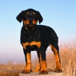 Dysplasie bij honden Dysplasie bij honden
