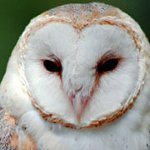 Home uilen: hoe te onderhouden?