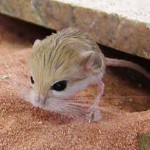 Home jerboa: onderhoud en verzorging Home jerboa: onderhoud en verzorging