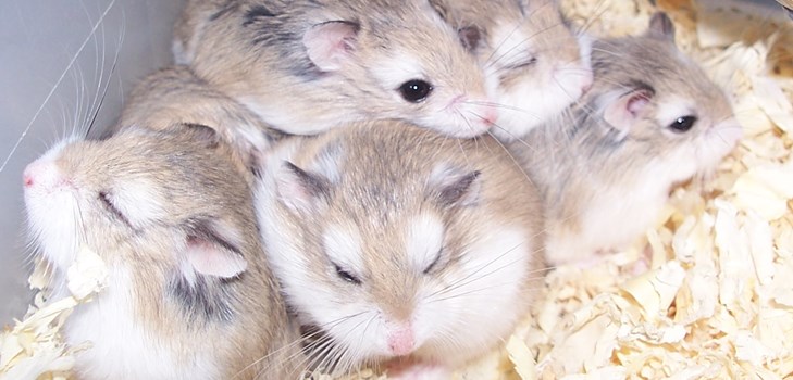 hamsters jungar foto's