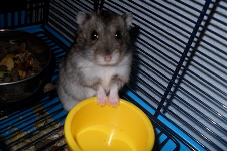 kooien voor jungar hamsters foto