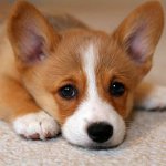 Eczeem bij honden Eczeem bij honden