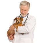 Epilepsie bij honden Epilepsie bij honden