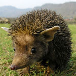 Egel eared thuis Egel eared thuis