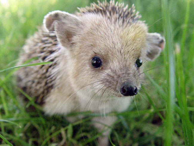 Egel eared thuis