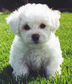 Frans Bolognese (Bichon Frise)