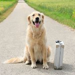 Waar kan de hond op vakantie blijven?