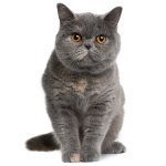De aard van Britse katten