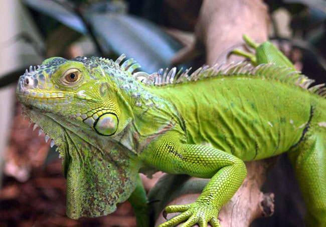 Iguana thuis Iguana thuis