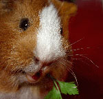 Infectieziekten van cavia's Infectieziekten van cavia's