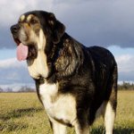 Spaanse mastiff Spaanse mastiff