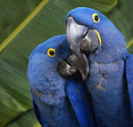 Hoe geef je het medicijn aan de vogels? Hoe geef je het medicijn aan de vogels?