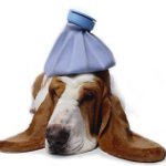 Hoe weet ik of uw hond ziek is?