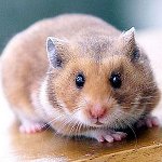 Hoe het geslacht van een hamster te bepalen