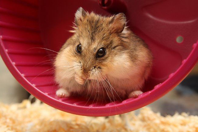 Hoe het geslacht van een hamster te bepalen