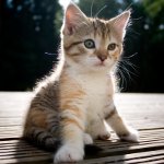 Hoe het geslacht van het kitten bepalen?