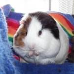 Hoe het geslacht van cavia's zelf te bepalen