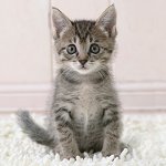 Hoe de leeftijd van een kitten te bepalen
