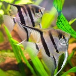 Hoe een dieet te kiezen voor aquariumvissen