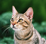 Hoe katten goed te wassen?
