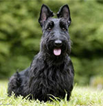 Hoe correct honden scheren?