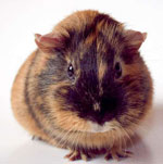 Hoe correct om cavia's te verzorgen?
