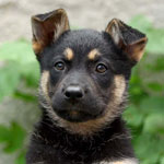 Hoe de hond naar de plek te leren?