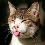 Hoe een lul een kat te maken Hoe een lul een kat te maken
