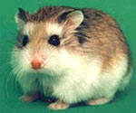 Hoe voor hamsters te zorgen Hoe voor hamsters te zorgen
