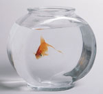Hoe weet ik of een aquariumvis gezond is?