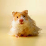 Hoe een hamster kiezen?