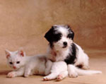 Hoe een bijnaam kiezen voor honden en katten?